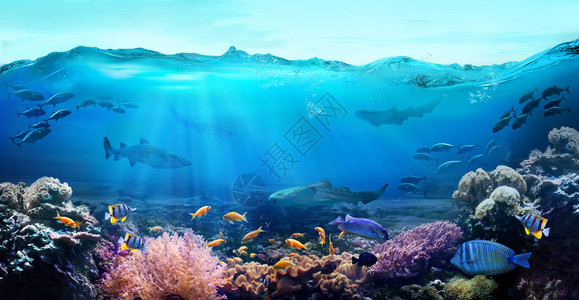热带沿海水域珊瑚礁的水下景观图片