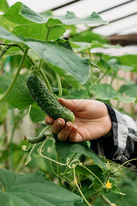 女人的手在温室里采摘有机黄瓜的特写镜头健康饮食园图片