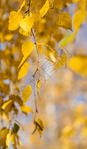 黄色秋天的黄秋树叶与清图片
