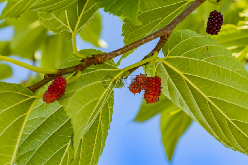 关闭树枝上的生红莓水果和绿叶图片