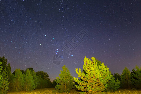 Orion猎户座星Orion野林树背景图片