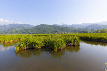 Efteni湖和风景图片