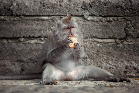 束状肌吃芒果的母猕猴乌布巴厘岛背景