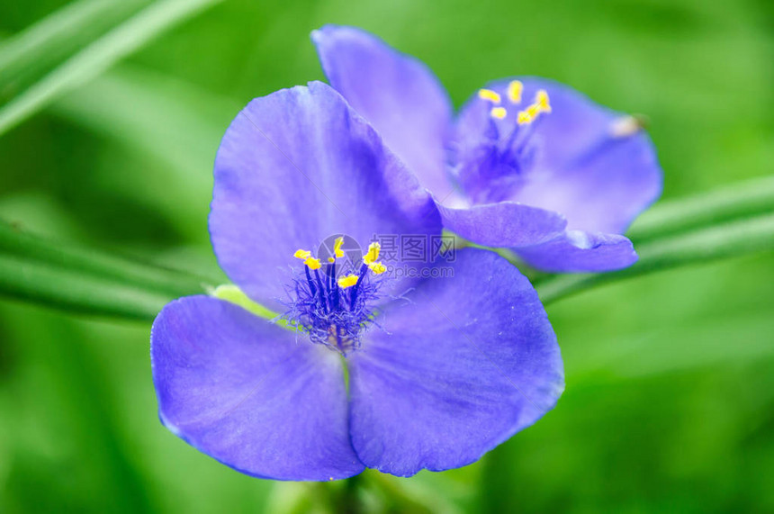 明亮的蓝色花朵在花园图片