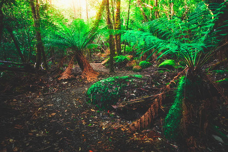 澳大利亚塔斯马尼亚塔斯曼半岛郁葱的热带雨林丛中的小径图片