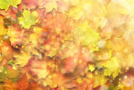 秋天多姿彩的落叶背景与复制空间舒适的下降情绪季节和天气的概念图片