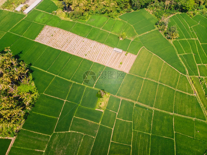 对绿稻田的空中观察图片