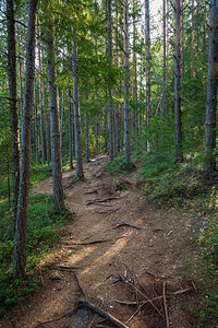 Kurjenrahka公园自然步道夏季时的绿色森林图尔库图片