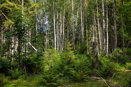 Kurjenrahka公园自然步道夏季时的绿色森林图尔库背景图片
