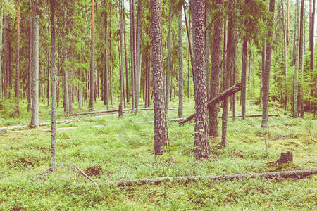 Kurjenrahka公园自然步道夏季时的绿色森林图尔库背景图片