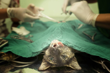 猫在兽医手术中图片