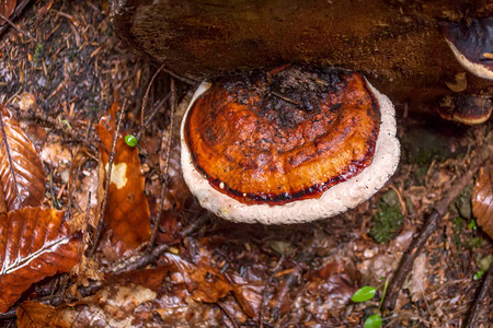 Lingzhi蘑菇是属于Ganodermagenus的多粒蘑菇图片