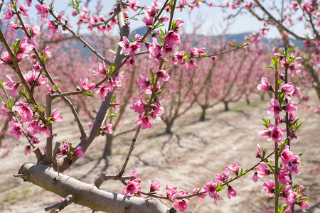 美丽的粉红桃花朵瓣和树木在阳光明图片