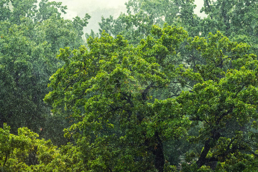 绿色热带森林树木上下大雨秋天暴风图片