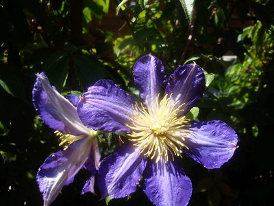美丽的野生花朵蓝色紫罗兰在大自然中开花在绿色的田地上图片