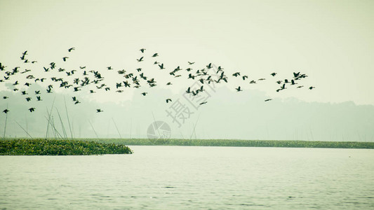 流动水禽在返回其栖息地的途中飞回他们的巢穴图片
