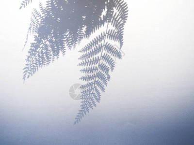 白色木质表面上棕榈叶的影子图片