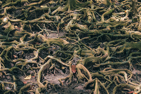 红树林上的许多树根被图片