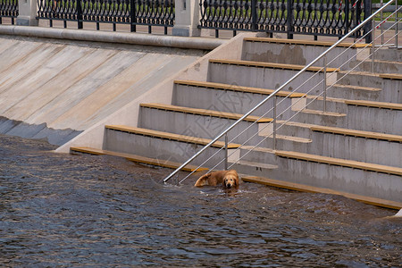 哈巴罗夫斯克市附近的阿穆尔河发生洪水阿穆尔河水位在494厘米左右狗在图片