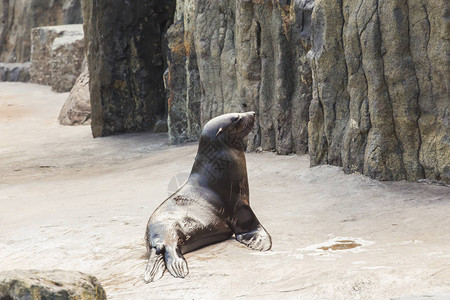 动物园里可爱的海狗自然和自然保护区中动物生命的概图片