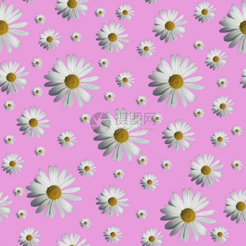Daisy模式顶端视图平坦的地貌粉红色背景白甘菊花的图片