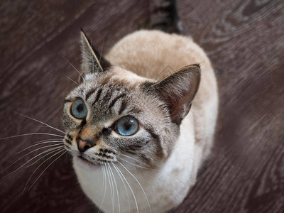 有蓝眼睛的饥饿泰猫需要食物图片