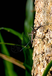巨型蚊子停留在大树的尾巴上森林背景是图片