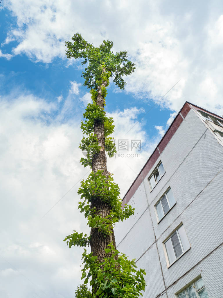 在一栋公寓楼前面的一块公花树干被砍掉图片