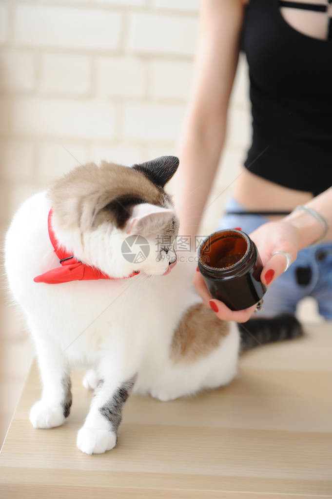 穿着红领的白可爱猫从咖啡女郎手中闻到图片