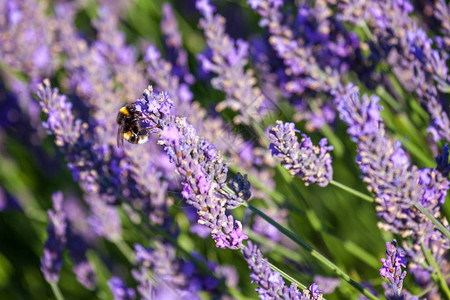 大黄蜂从薰衣草花中采集花粉图片