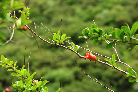 红普尼卡颗粒花在树上石榴花上背景图片