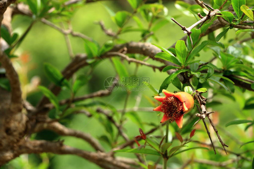 红普尼卡颗粒花在树上石榴花上图片