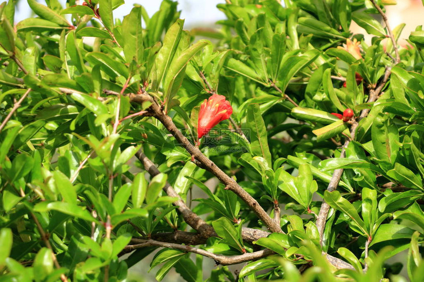 红普尼卡颗粒花在树上石榴花上图片