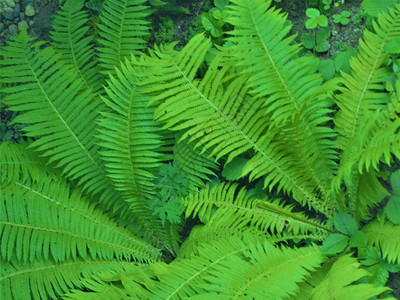 绿色蕨类植物绿色花卉装饰图片
