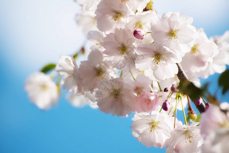 春时花朵开花的苹果树鲜花阳光明媚古图片