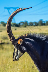 南非约翰内斯堡自然保护区可爱和雄伟的天鹅羚羊近图片