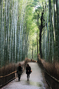 是日本京都岚山的一片天然竹林森林由几条供游客和游客使用的路径组成环境部认图片