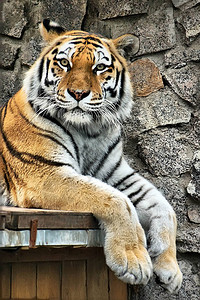 危险老虎休息和看照相机图片