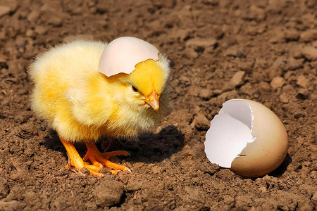 从蛋孵化的孤独鸡图片