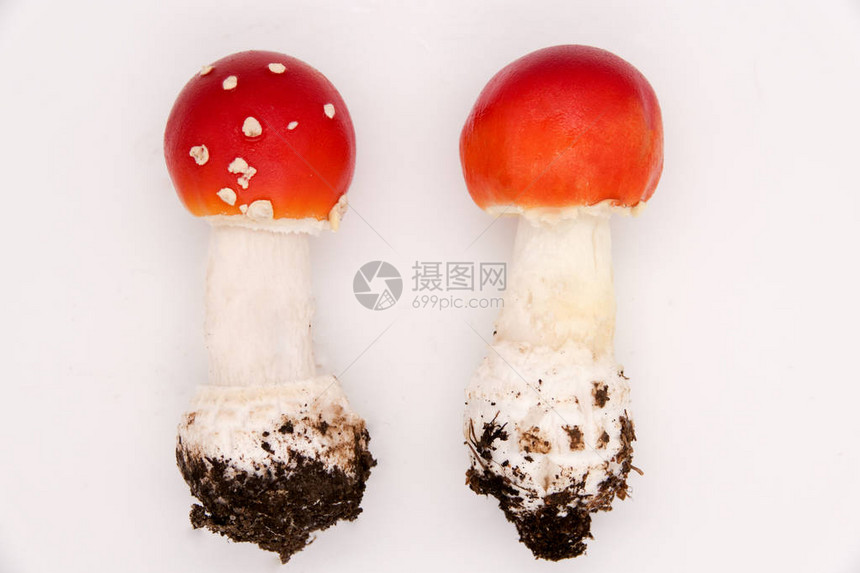红蝇木耳毒蘑菇图片