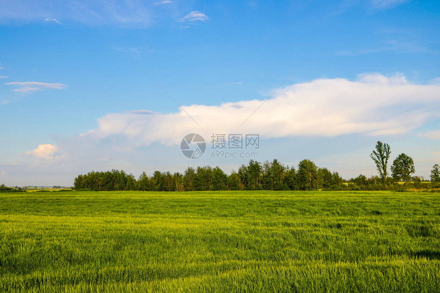 绿色的田野和蓝天云淡风轻图片