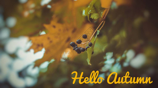 横幅你好秋天新的一个月问候卡的秋天照片中的四季树叶树枝图片