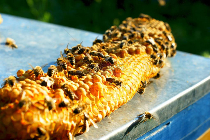 蜂窝花粉蜂放置在细胞中单个蜜蜂缺乏锐度是由于它们的活跃运动昆虫绚丽的创造图片