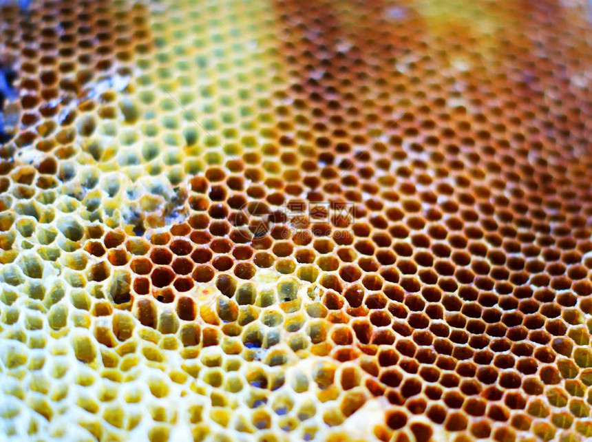 蜂窝花粉蜂放置在细胞中单个蜜蜂缺乏锐度是由于它们的活跃运动昆虫绚丽的翅膀创造图片