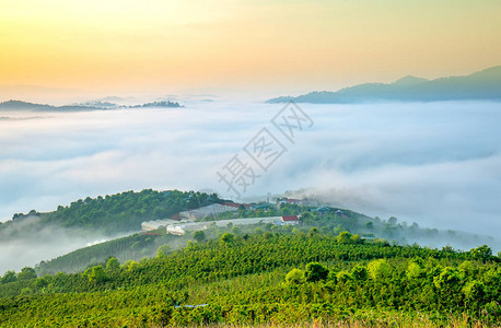 高原松林的黎明越南达拉特高原被浓雾笼罩在越南如图片