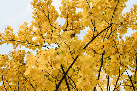 秋天和秋天组成美丽的风景与黄色的枫叶秋天的概图片
