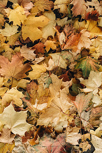 秋天和秋天组成五颜六色的橙色黄色绿色枫叶背景平躺图片