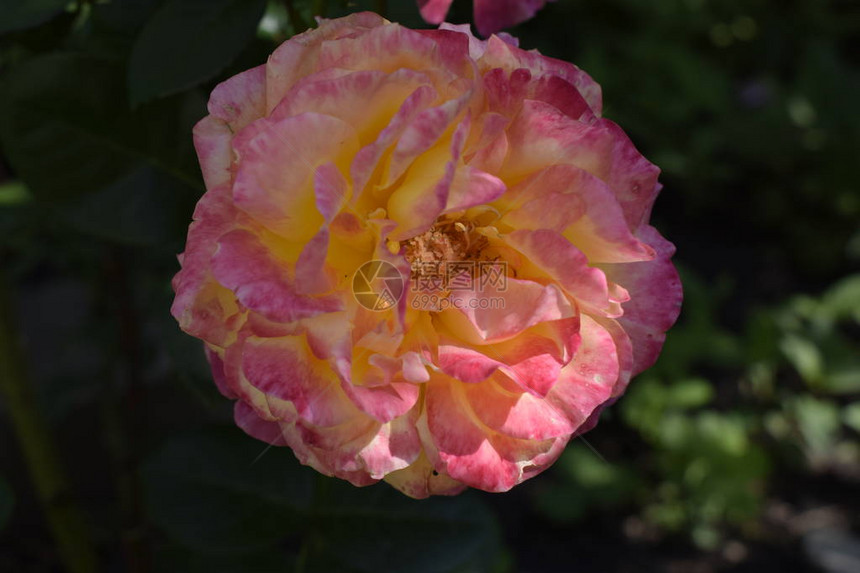 高贵的玫瑰黄色和橙色玫瑰植物一种具有变色玫瑰的植物多色玫瑰图片