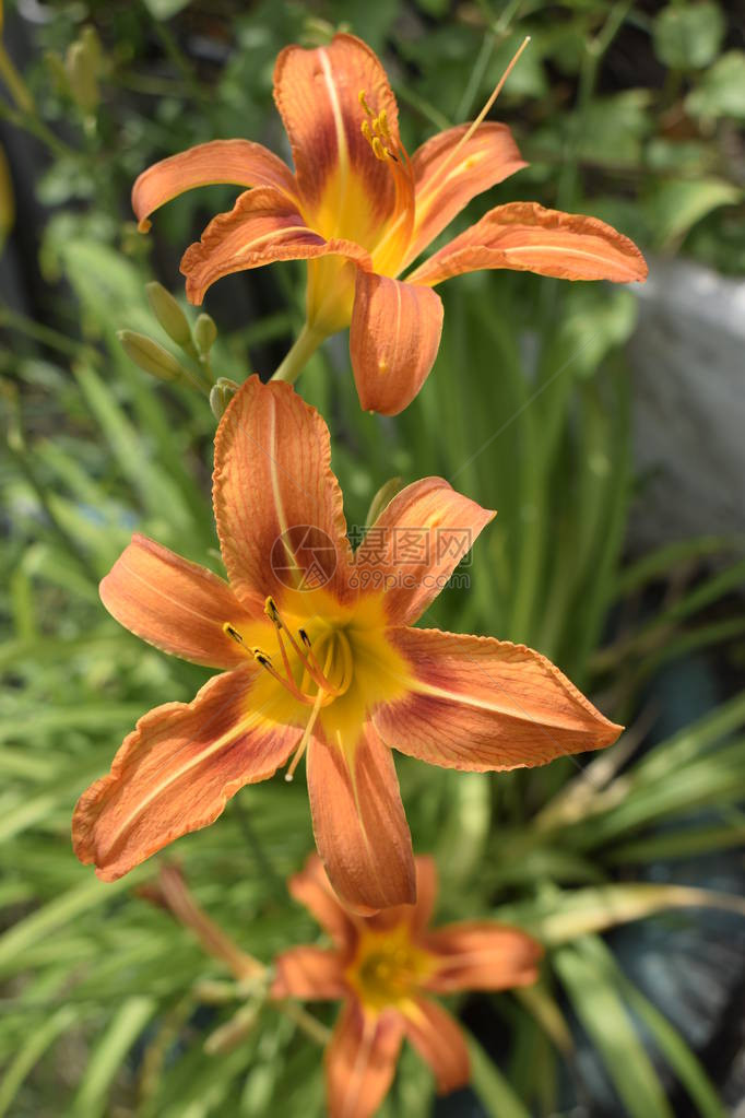 自然中的橙色百合花迷人盛开的嫩百合花广告和隔离的夏季背景火百合花图片