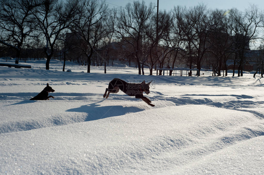 雪中弹着两个有趣的黑夹克手在雪中玩图片